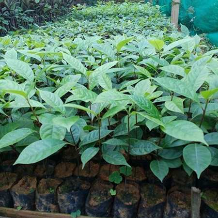 Kĩ thuật ươm cây gù hương giống bằng phương pháp gieo hạt