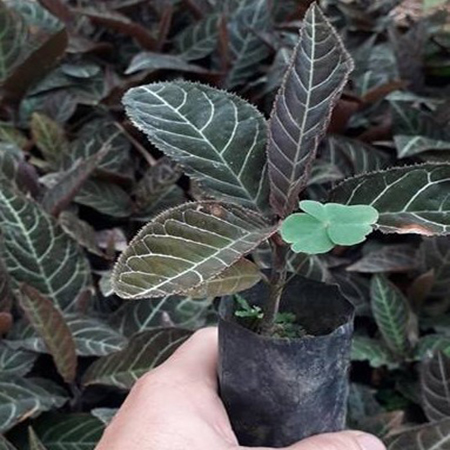 Kỹ thuật ươm hạt giống cây Khôi Nhung