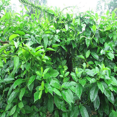 Kĩ thuật trồng và chăm sóc dây thìa canh