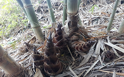 Kĩ thuật trồng tre ngọt lấy măng
