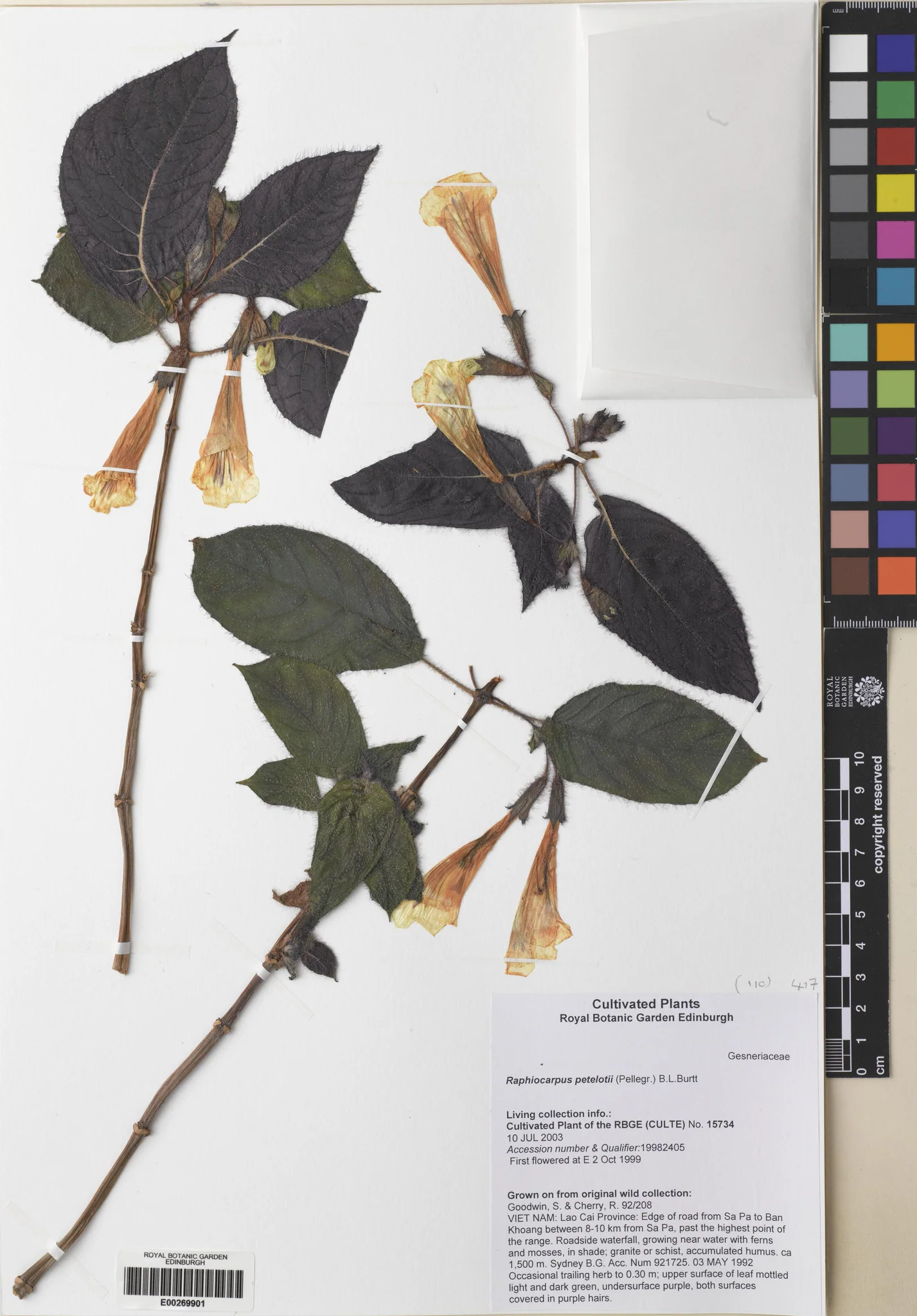 Raphiocarpus petelotii (Raphiocarpus petelotii)