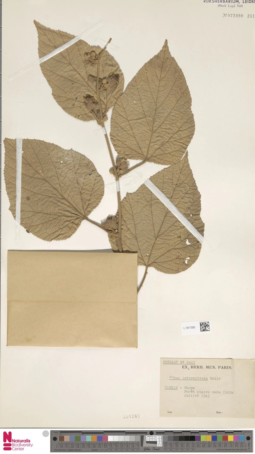 Rubus intermittens — ảnh 2