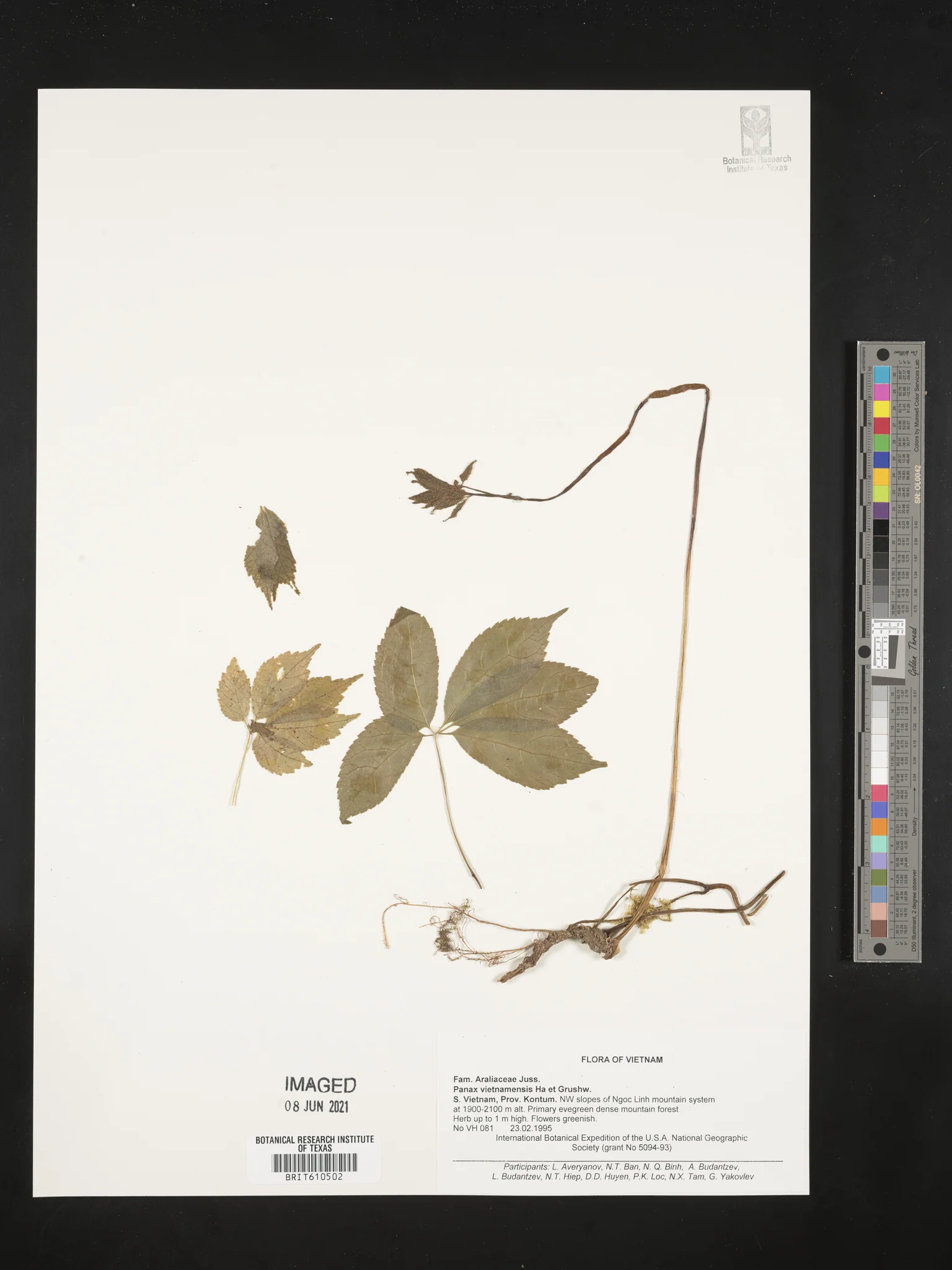 sâm Ngọc Linh — ảnh 2