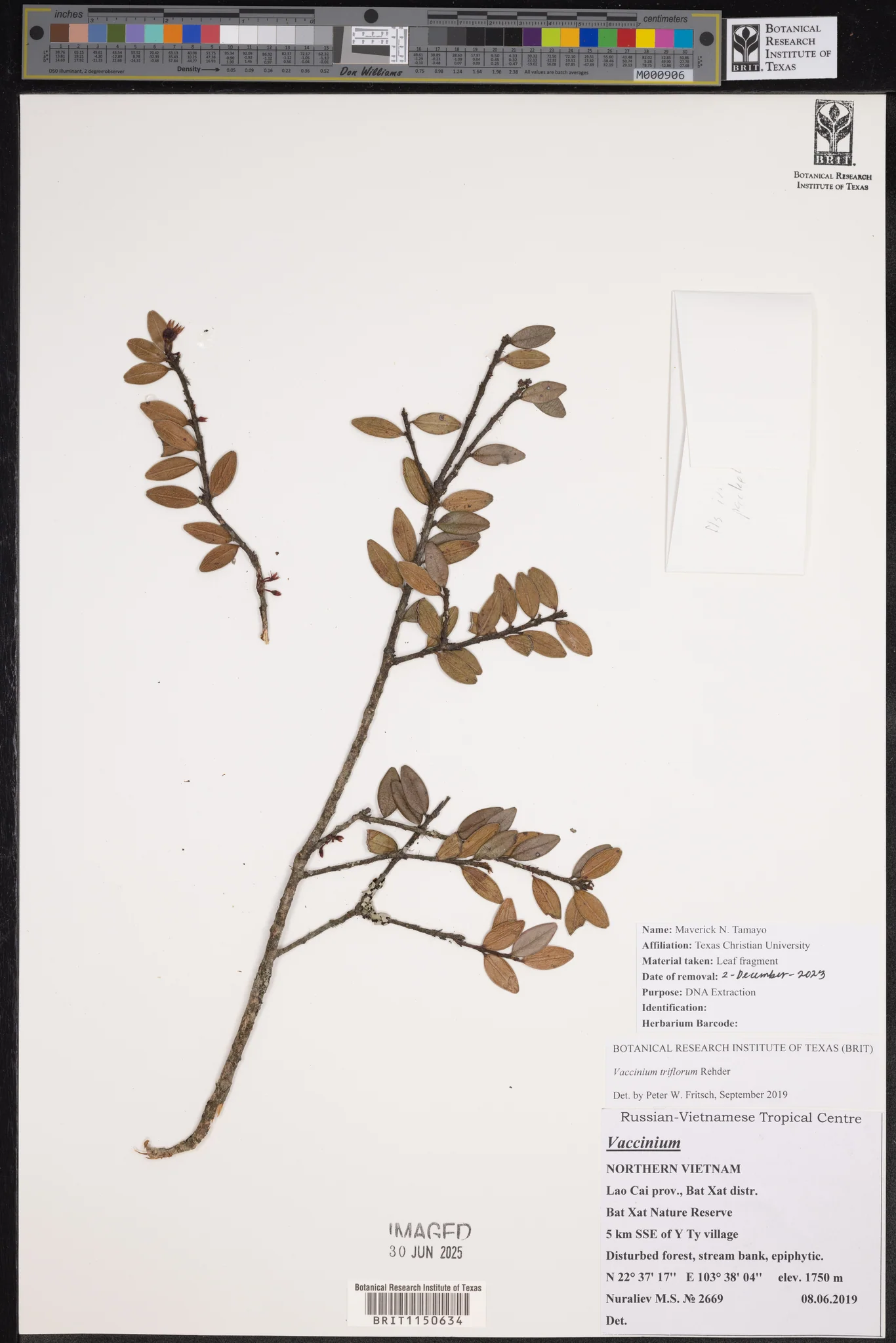 Vaccinium triflorum (Vaccinium triflorum)
