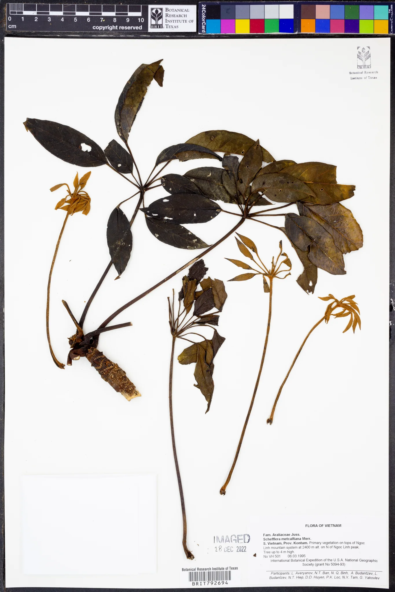 Heptapleurum metcalfianum (Heptapleurum metcalfianum)
