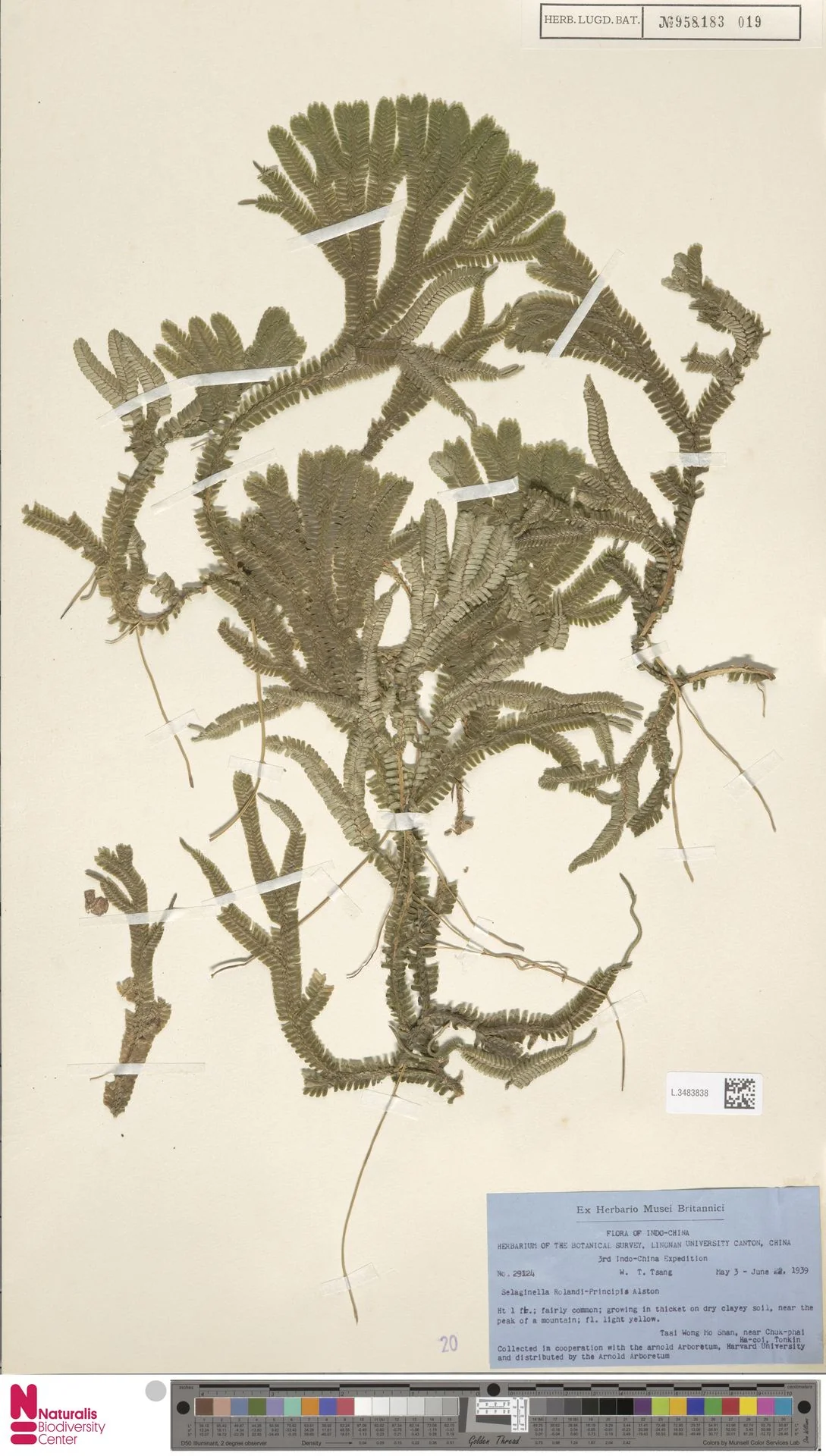 Selaginella rolandi-principis — ảnh 2
