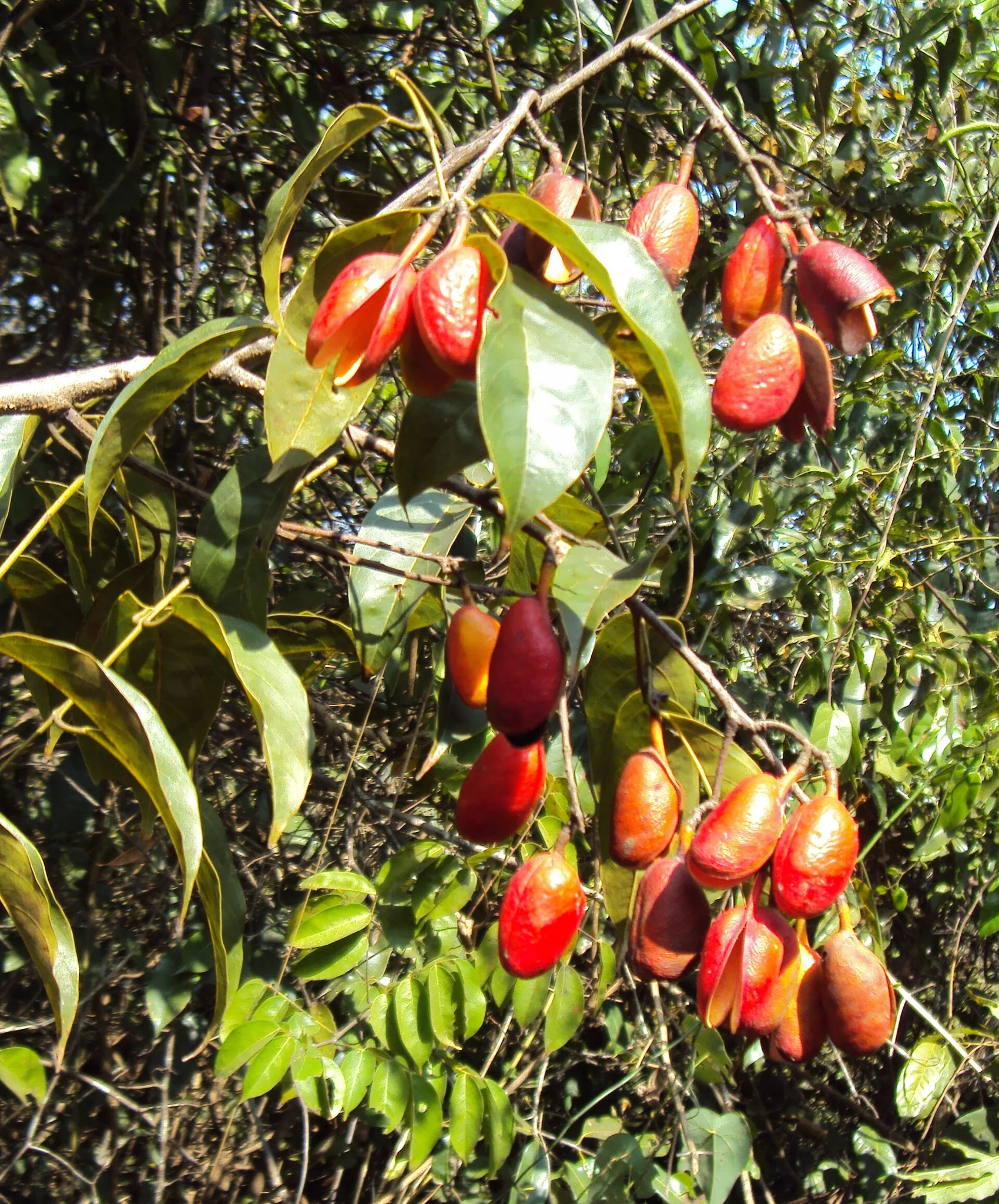 Connarus paniculatus — ảnh 3