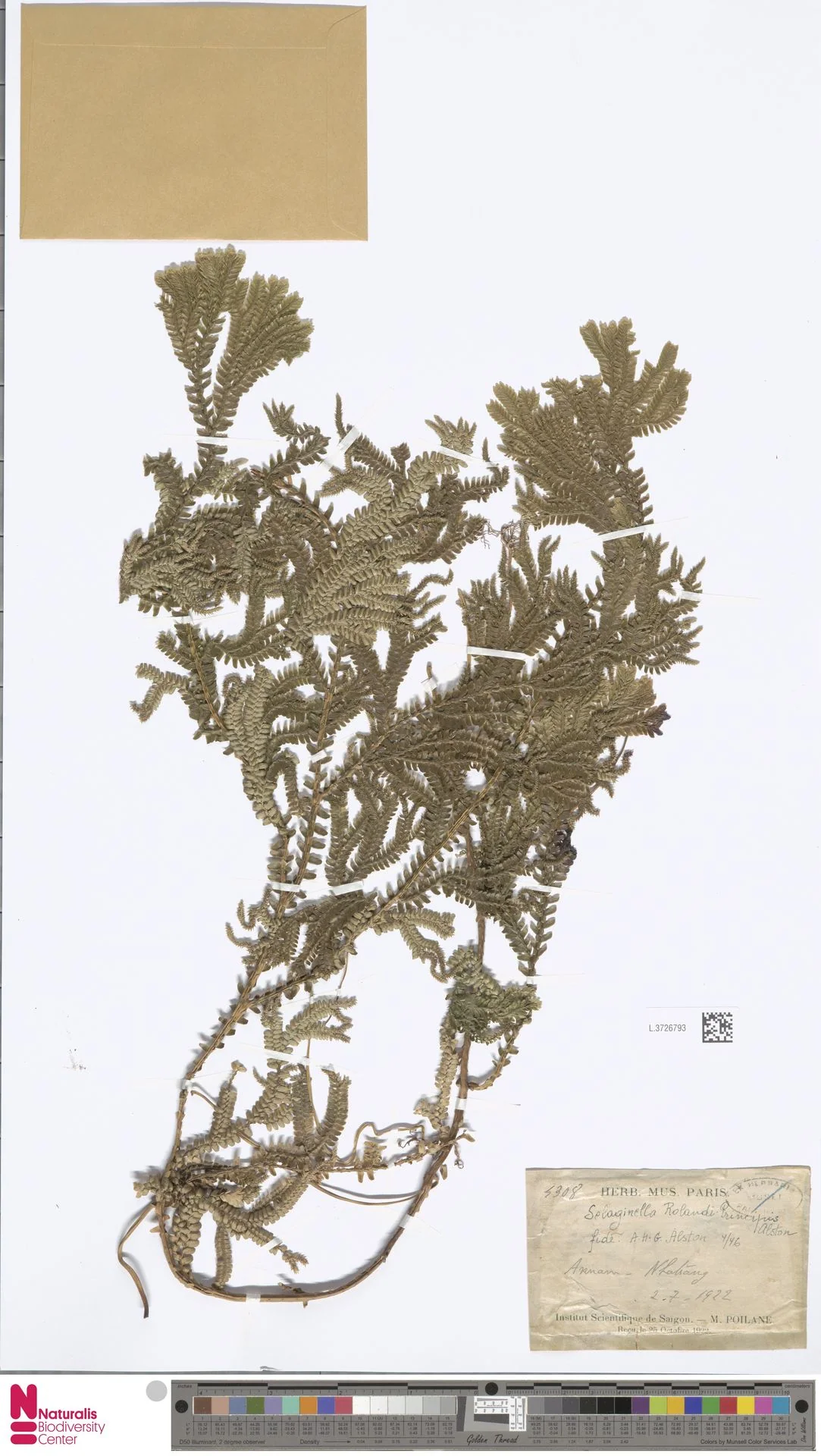 Selaginella rolandi-principis — ảnh 3