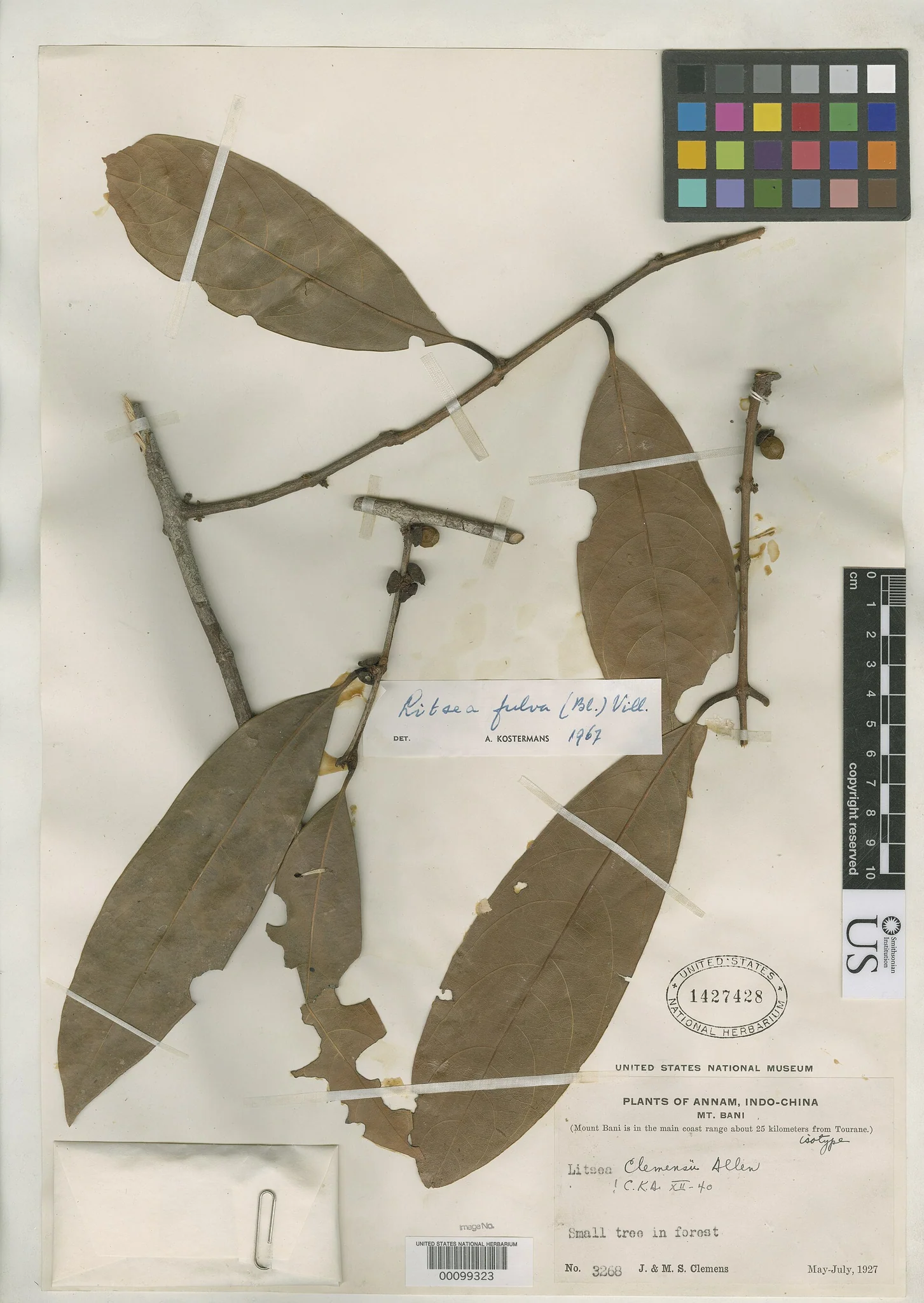 Litsea clemensii — ảnh 2