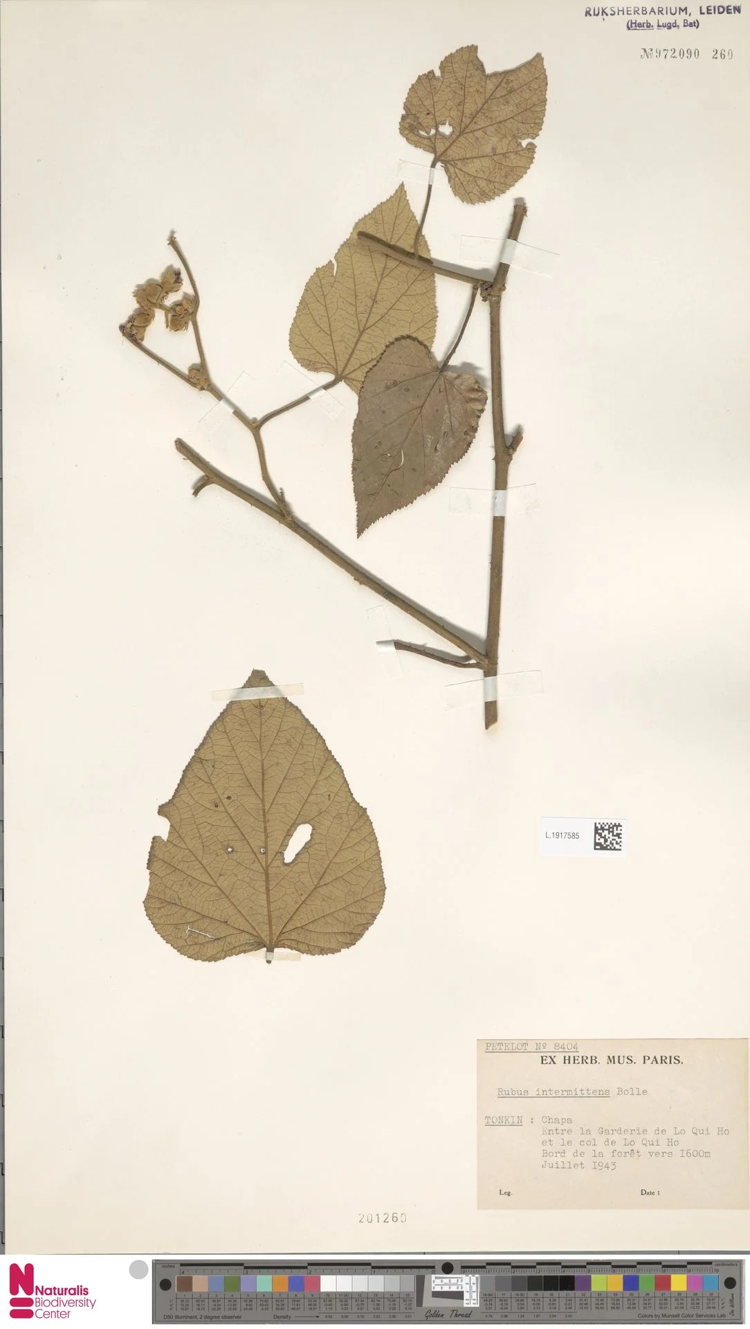 Rubus intermittens — ảnh 3