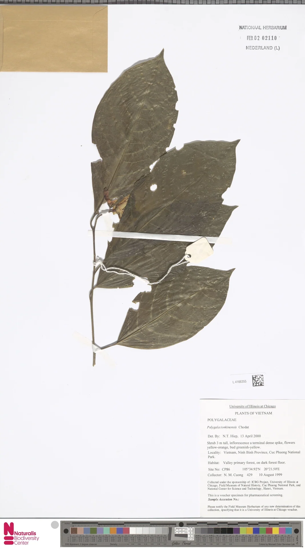 Polygala tonkinensis (Polygala tonkinensis)