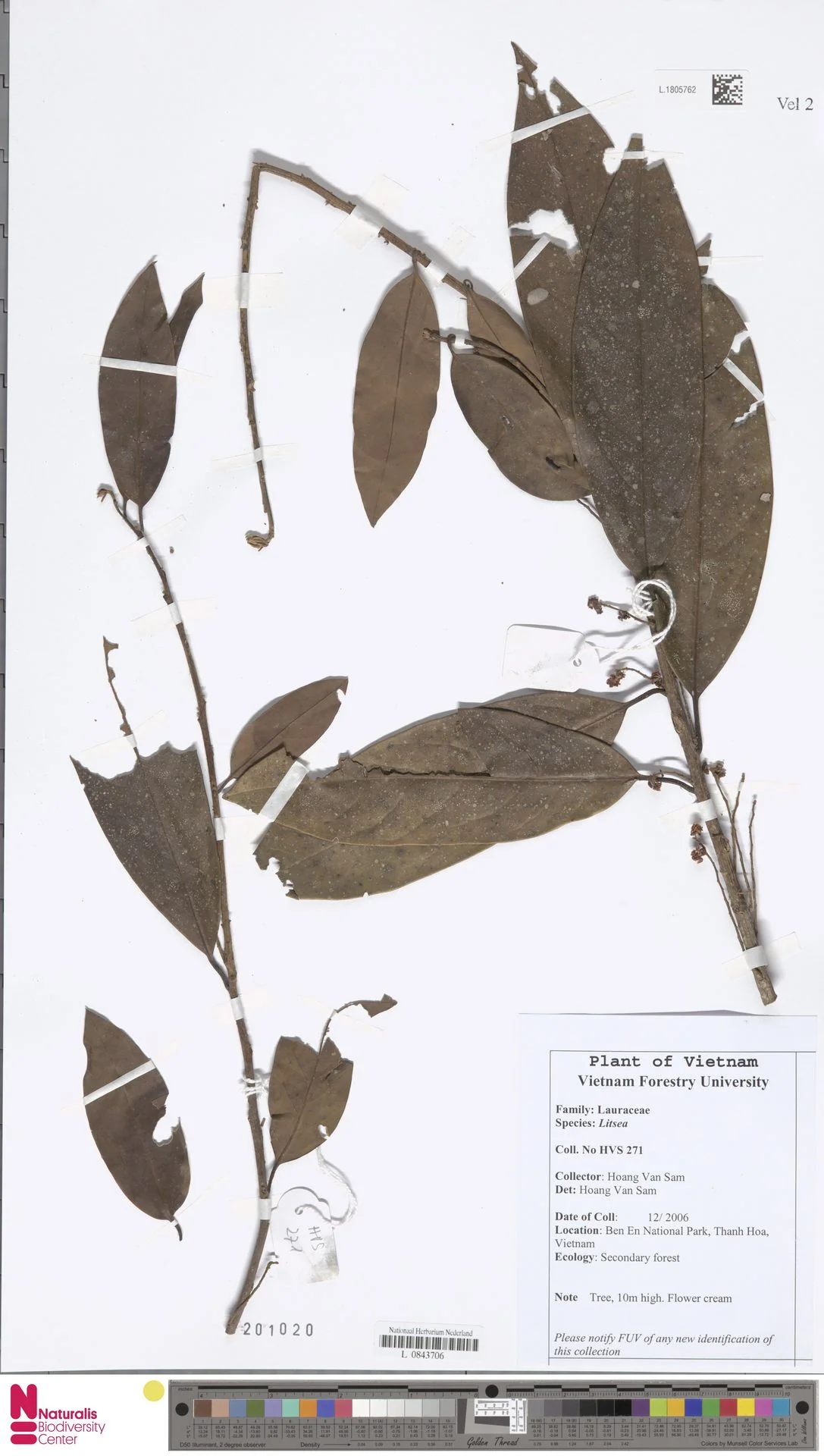 Litsea clemensii — ảnh 3