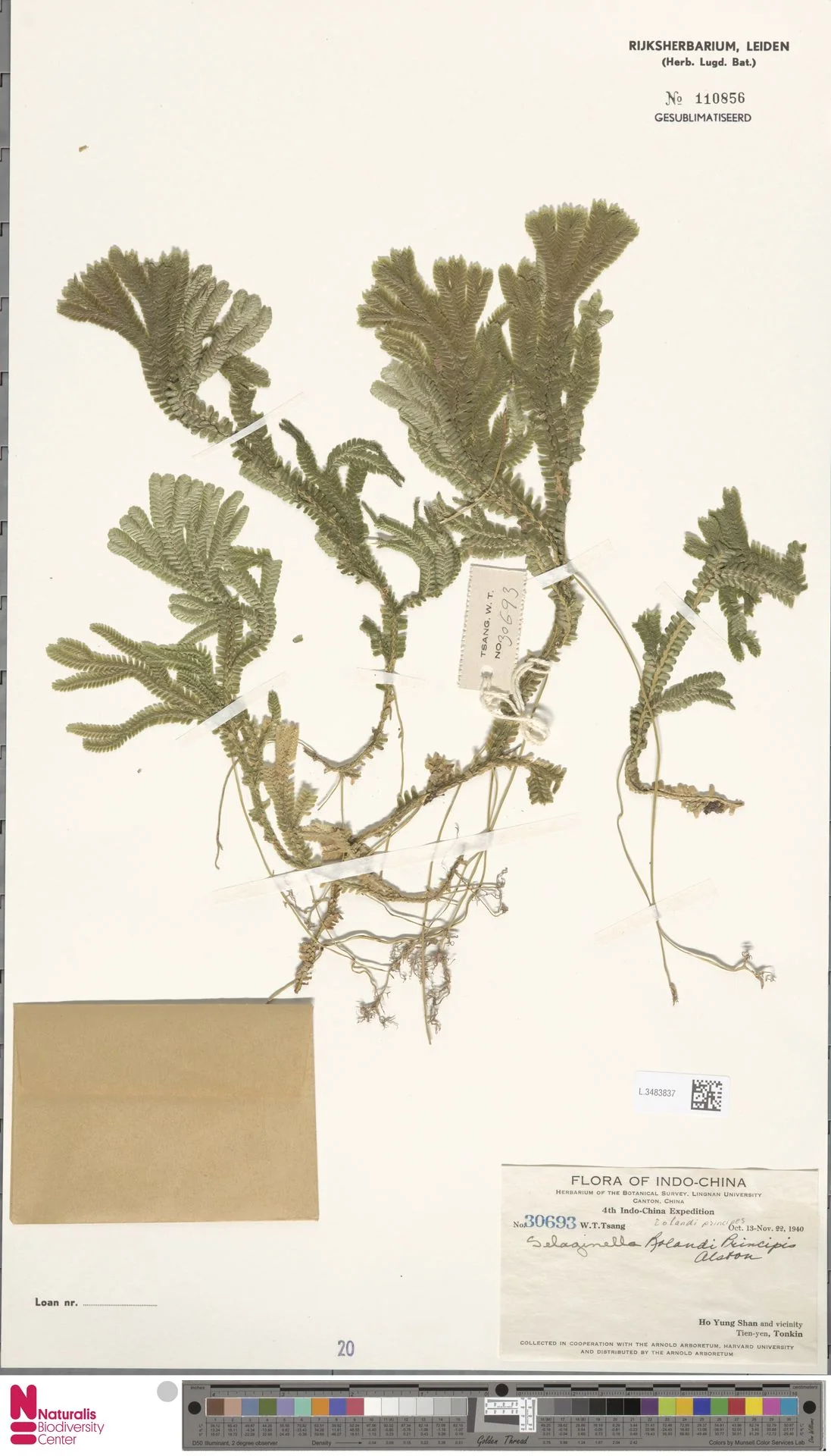 Selaginella rolandi-principis (Selaginella rolandi-principis)