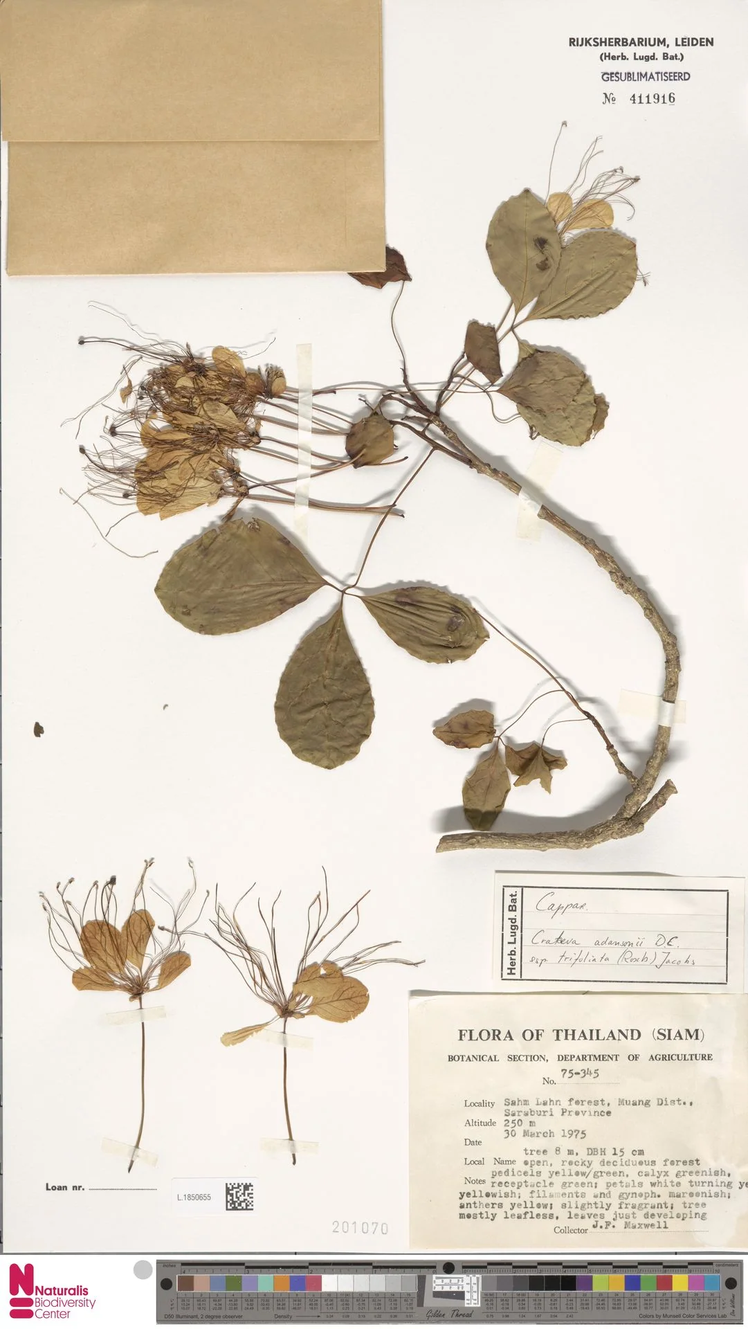Crateva falcata (Crateva falcata)