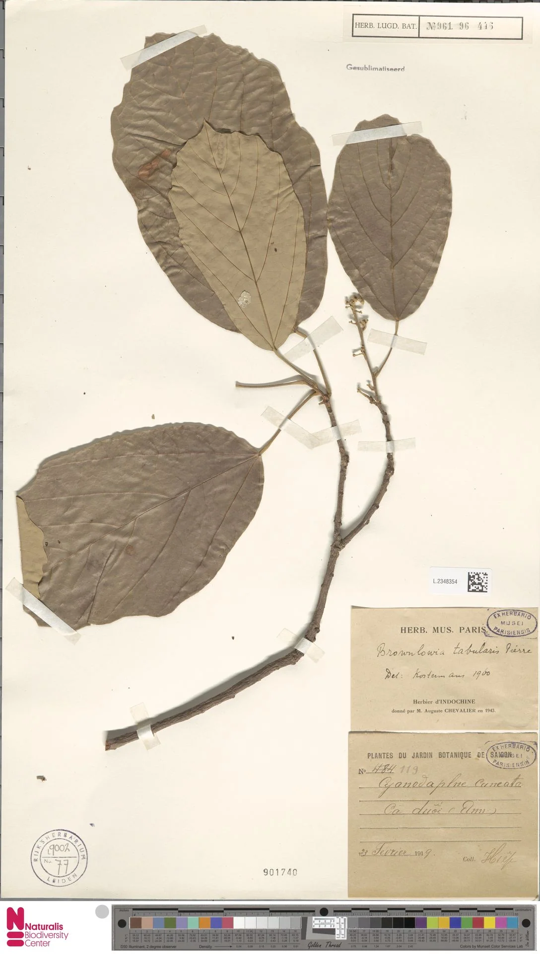 Brownlowia tabularis — ảnh 3