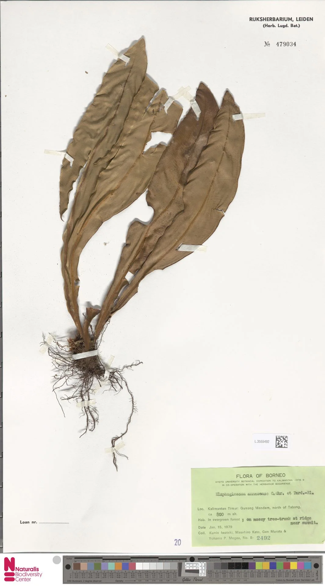 Elaphoglossum annamense (Elaphoglossum annamense)
