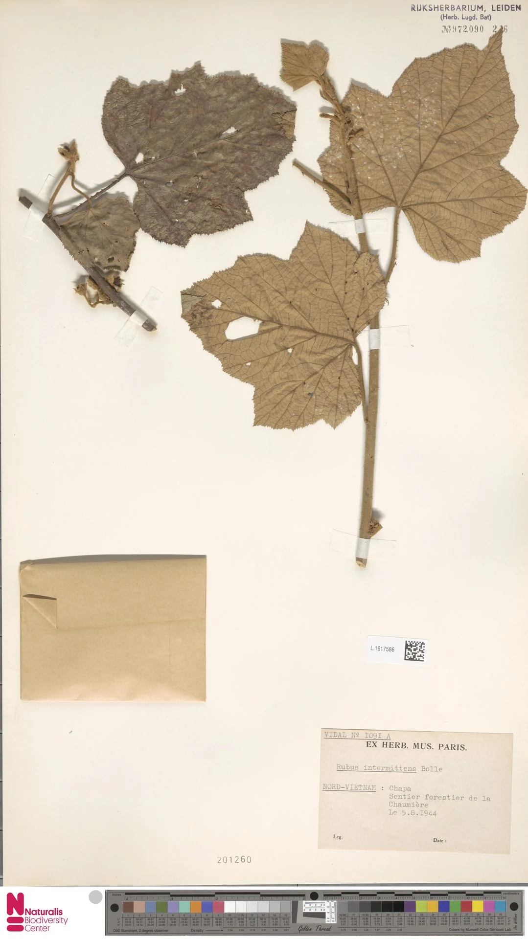 Rubus intermittens (Rubus intermittens)