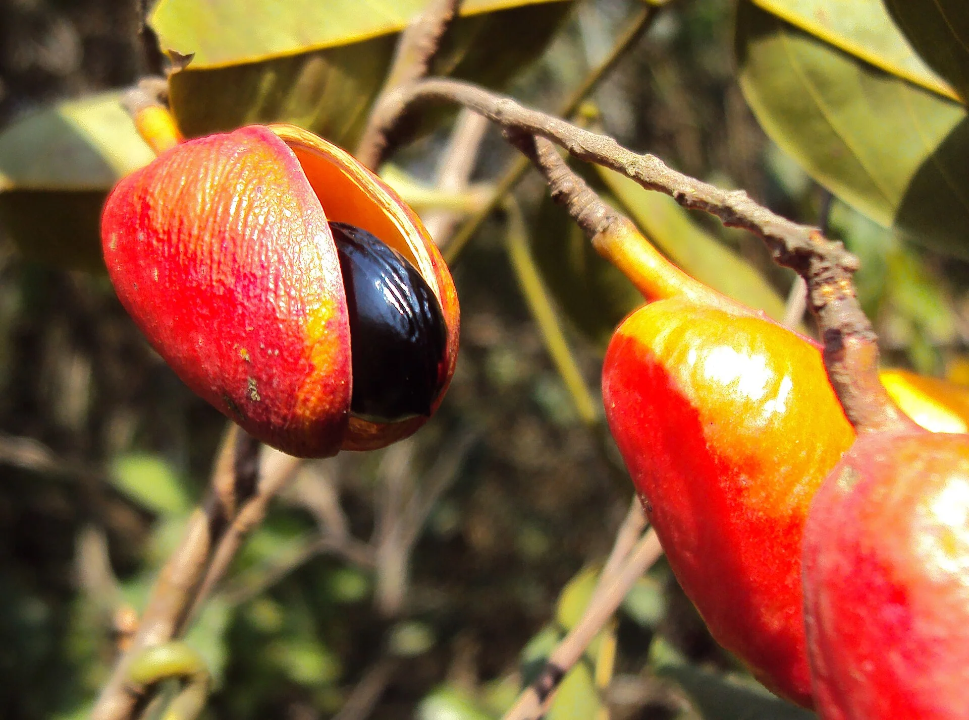 Connarus paniculatus — ảnh 2