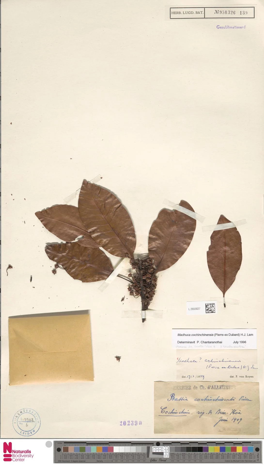 Madhuca cochinchinensis — ảnh 2