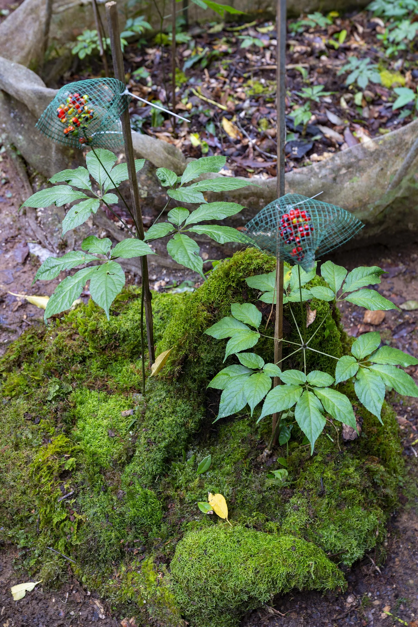 sâm Ngọc Linh (Panax vietnamensis)