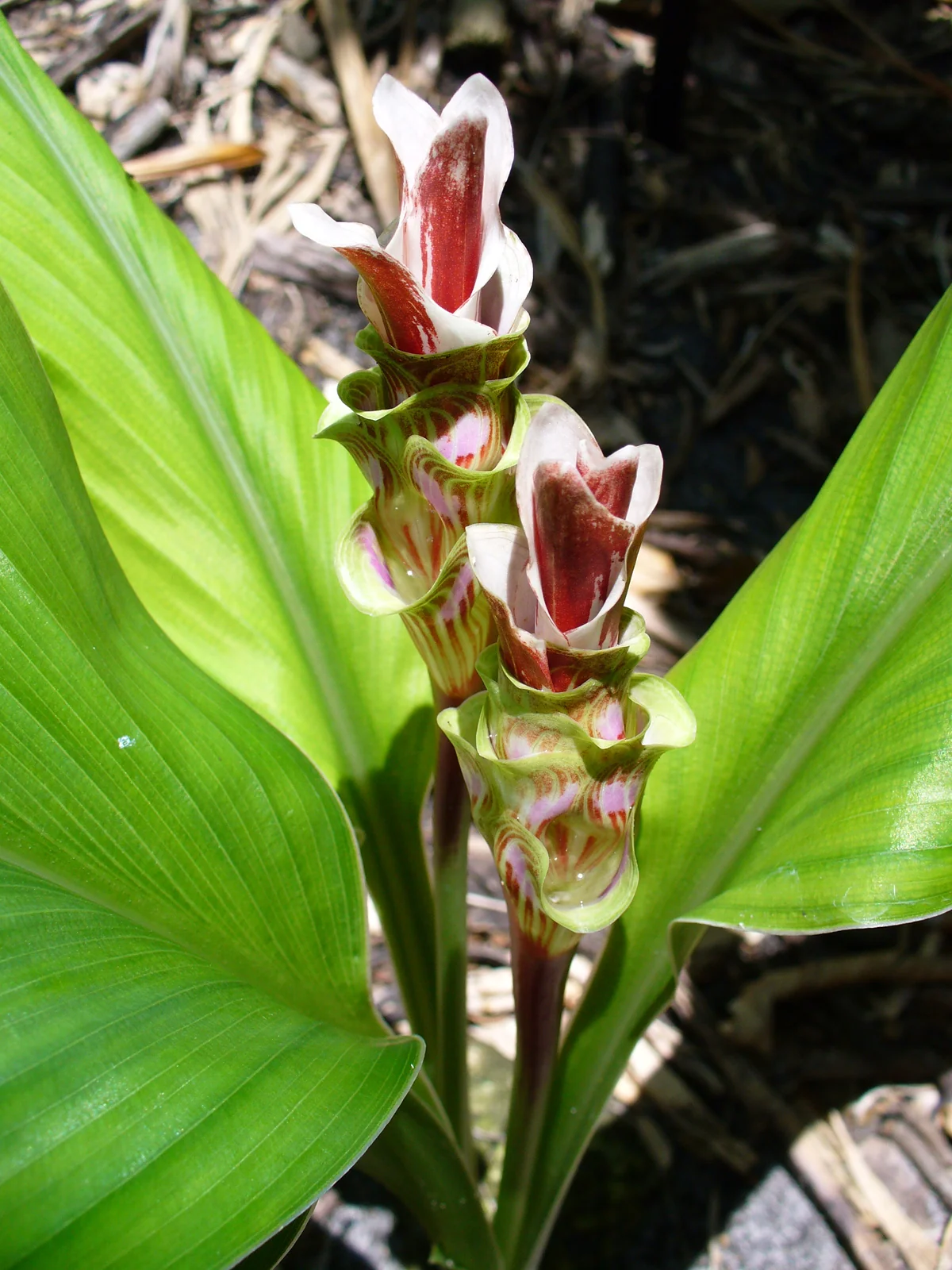 Nghệ mảnh (Curcuma gracillima)