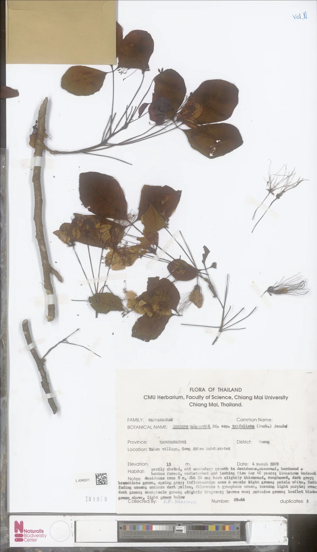 Crateva falcata — ảnh 3