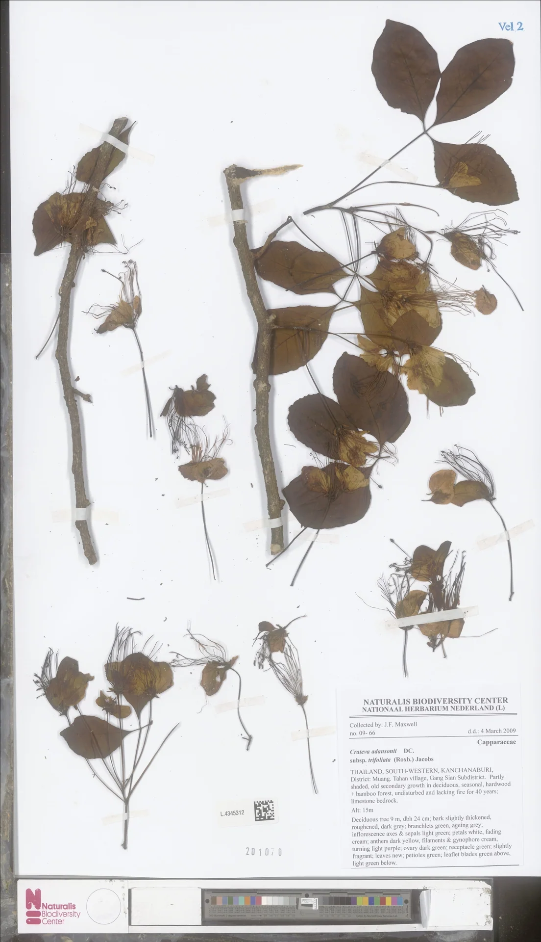 Crateva falcata — ảnh 2