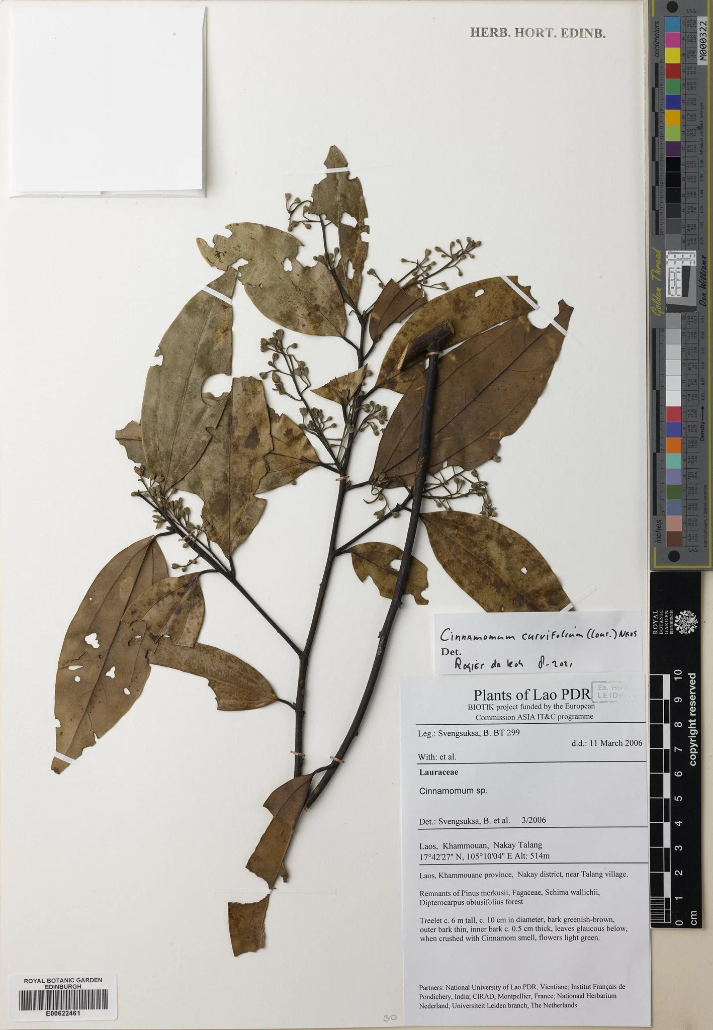 Cinnamomum curvifolium — ảnh 3