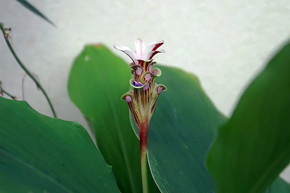 Nghệ mảnh — ảnh 2