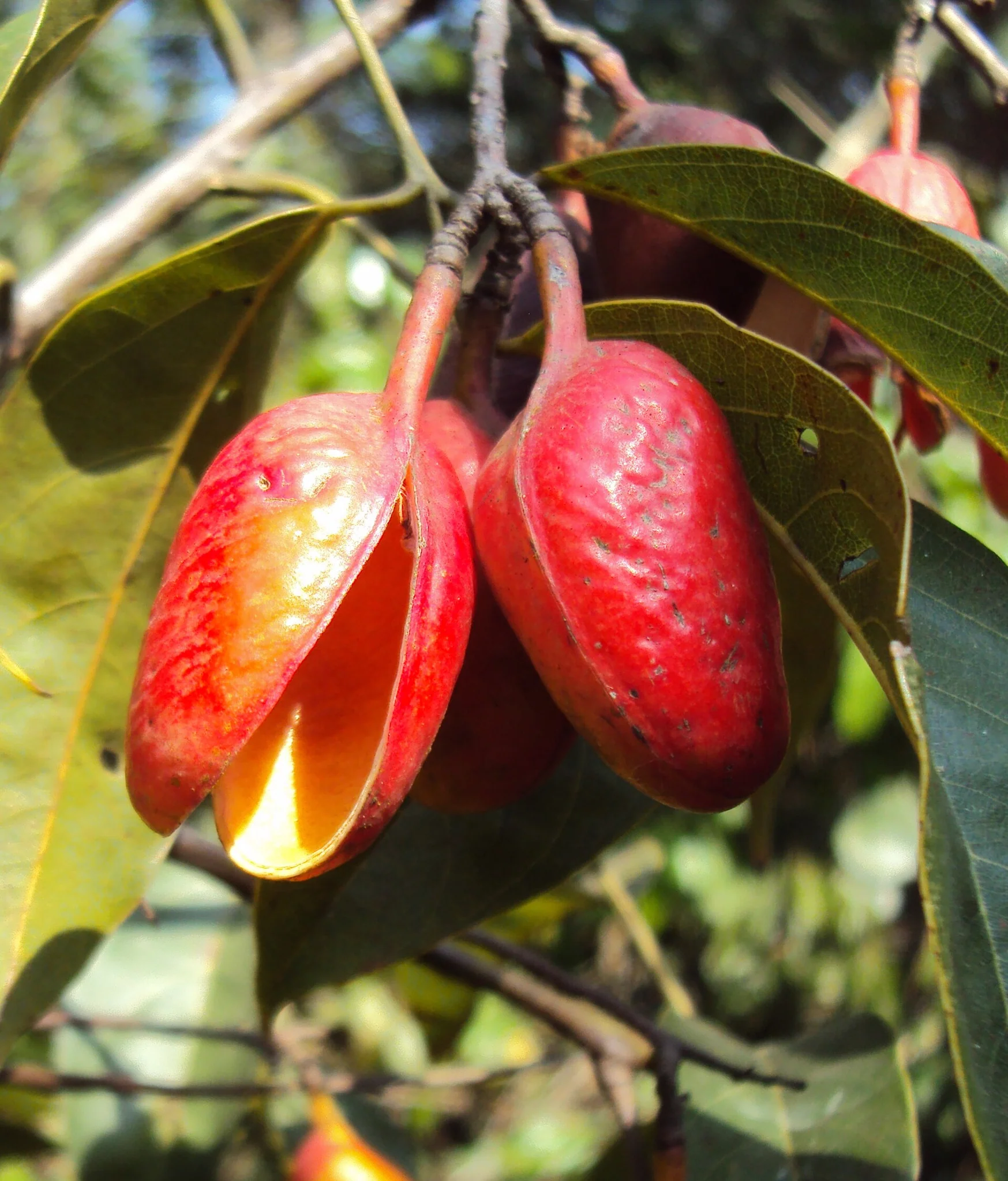 Connarus paniculatus (Connarus paniculatus)