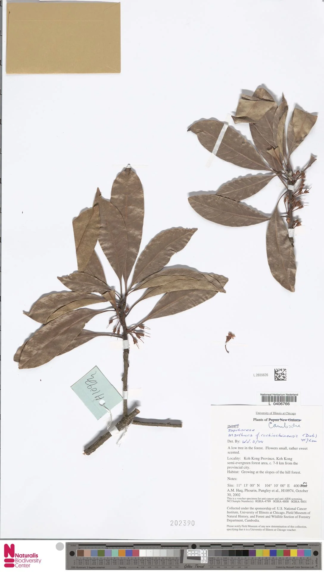 Madhuca cochinchinensis (Madhuca cochinchinensis)