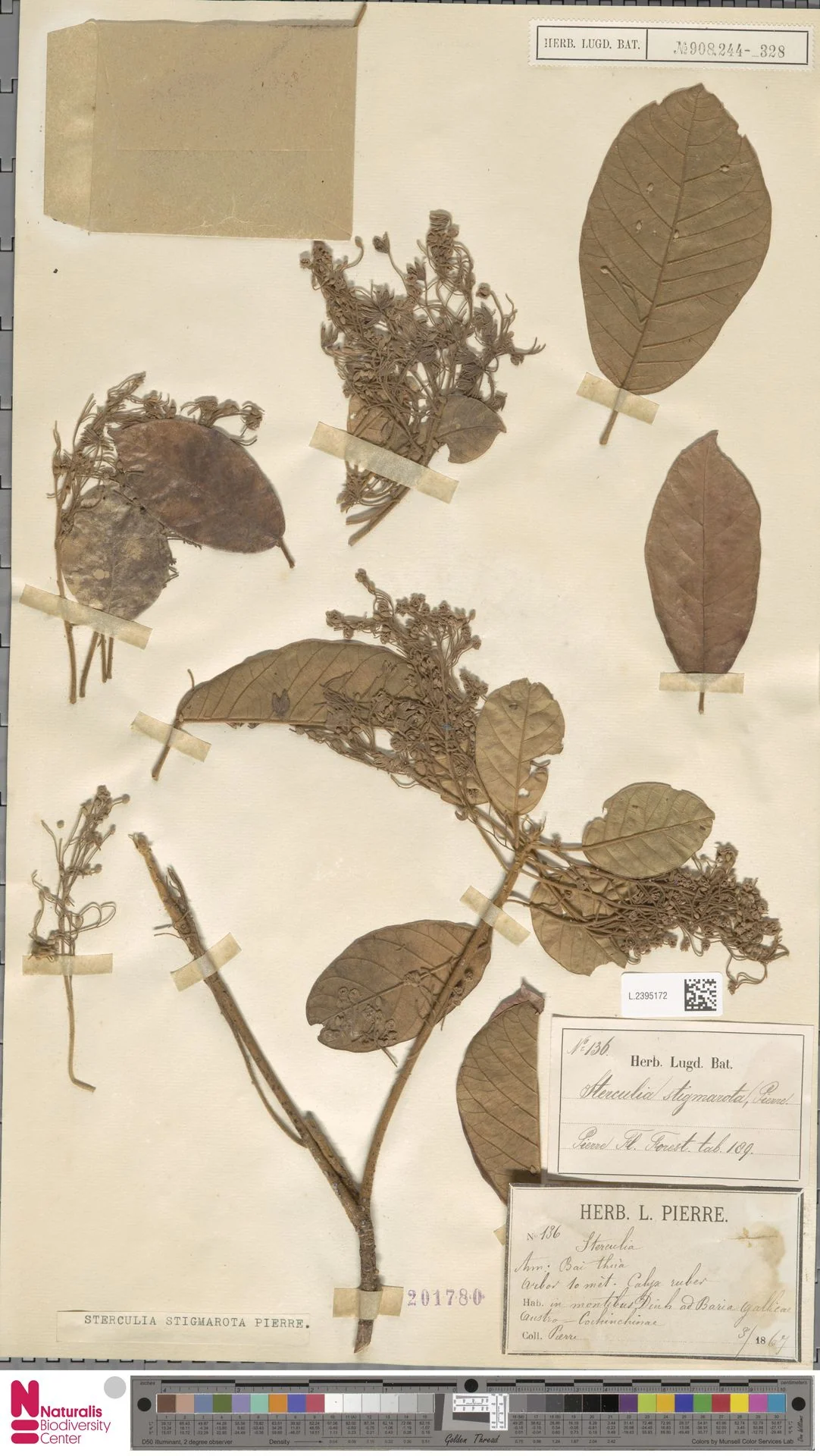 Bảy thưa muốm quay (Sterculia stigmarota)