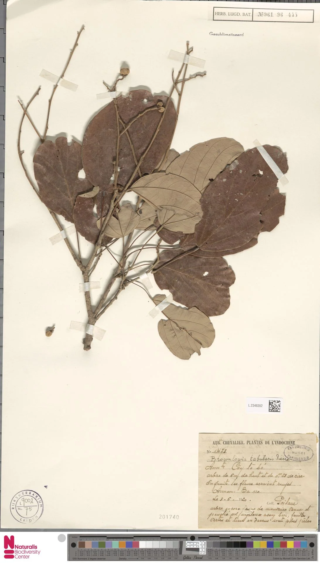 Brownlowia tabularis — ảnh 2