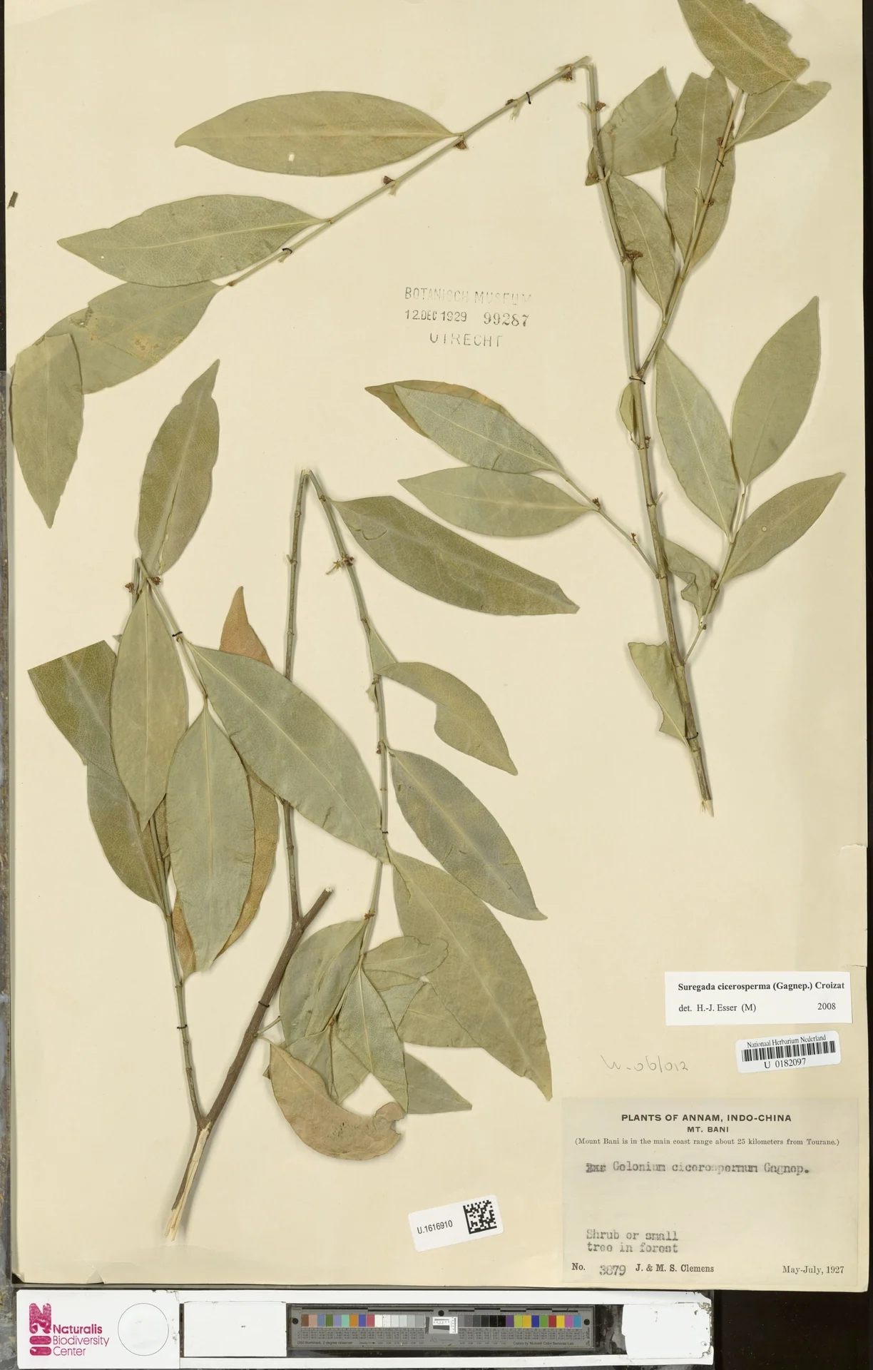 Suregada cicerosperma (Suregada cicerosperma)
