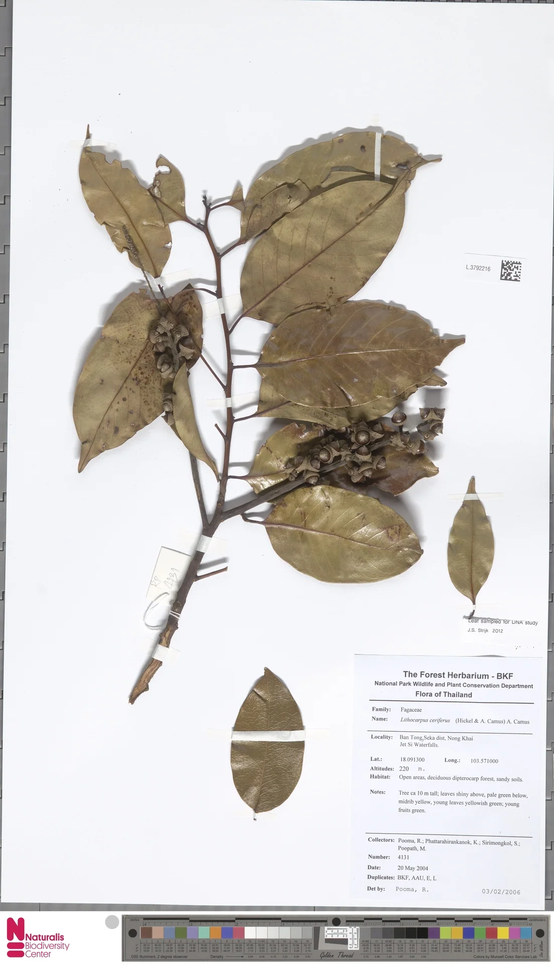 Dẻ Sáp (Lithocarpus cerifer)