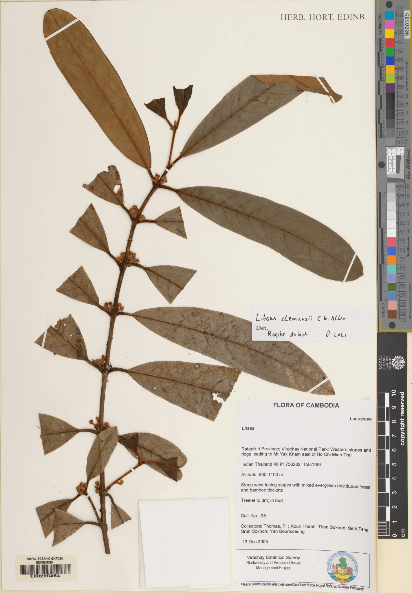Litsea clemensii (Litsea clemensii)