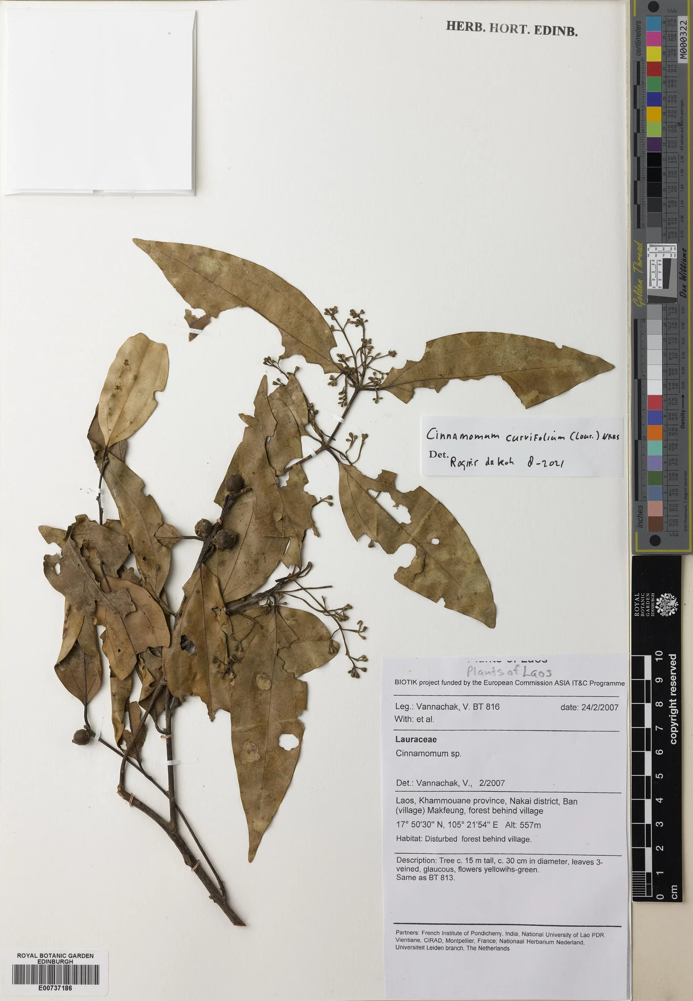 Cinnamomum curvifolium (Cinnamomum curvifolium)