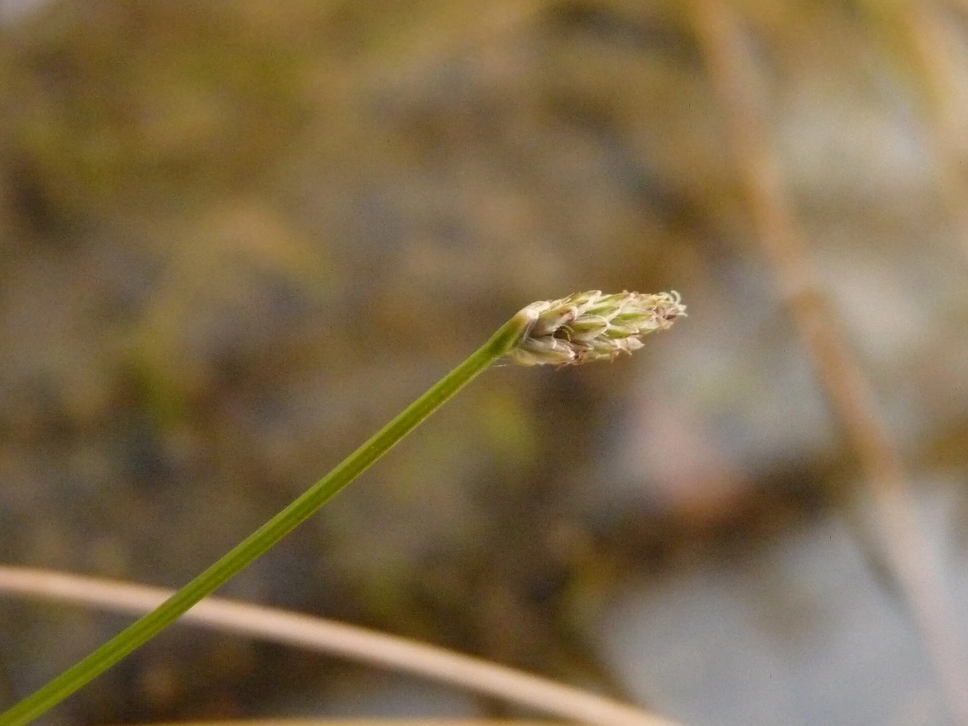 Eleocharis pellucida (Eleocharis pellucida)