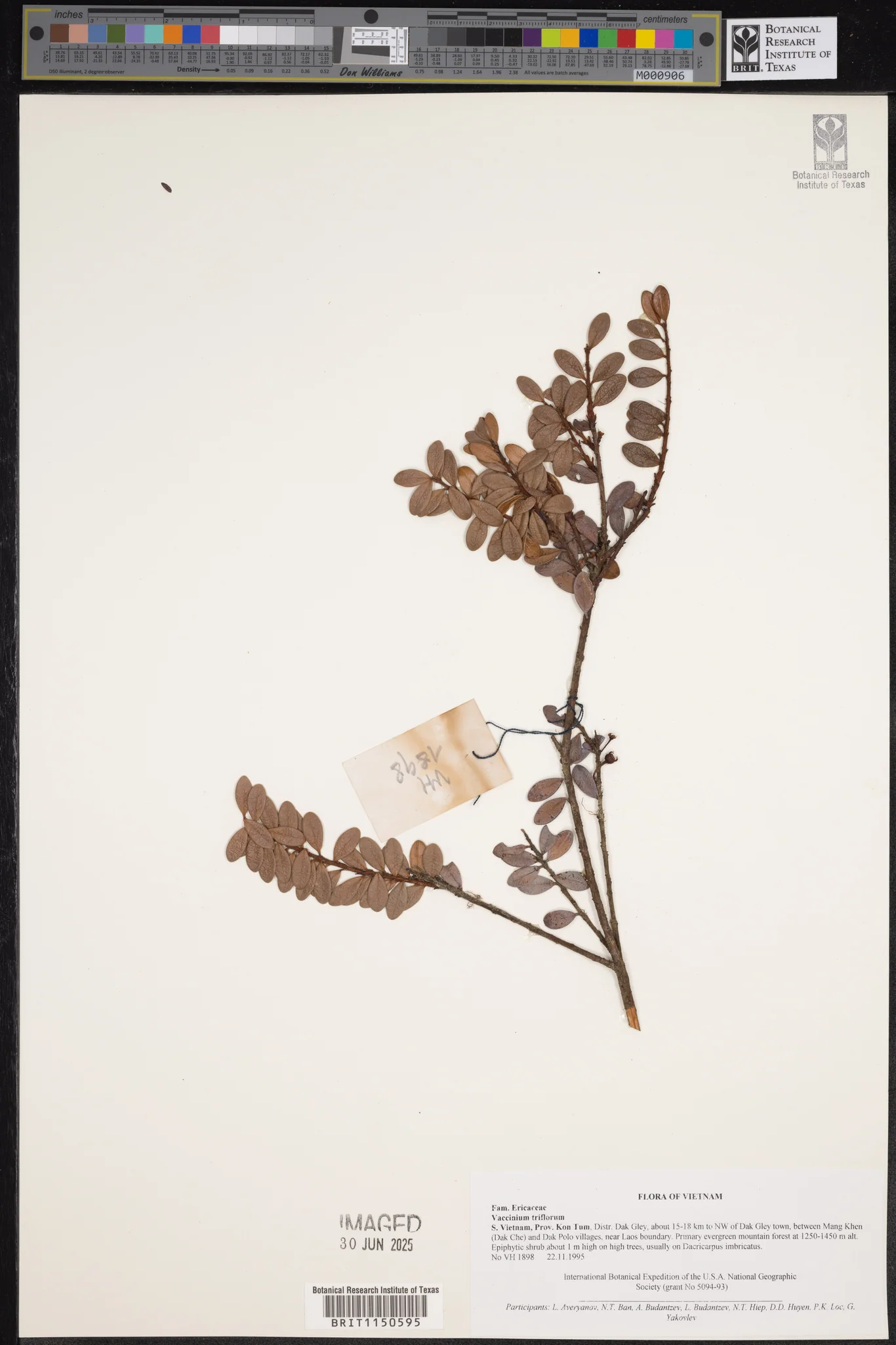 Vaccinium triflorum — ảnh 2