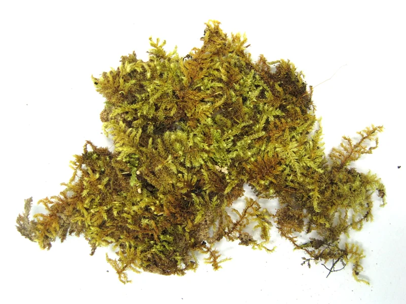 Vesicularia reticulata (Vesicularia reticulata)