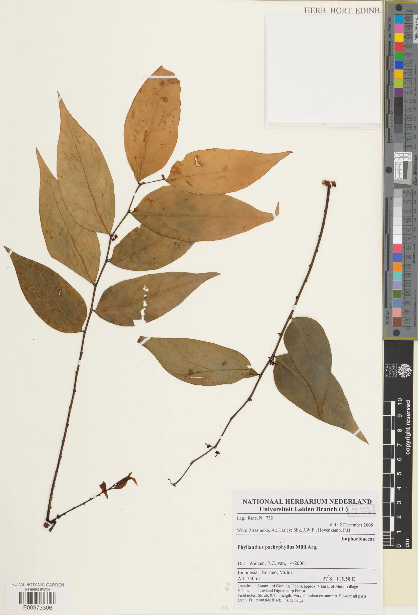 Phyllanthus pachyphyllus (Phyllanthus pachyphyllus)
