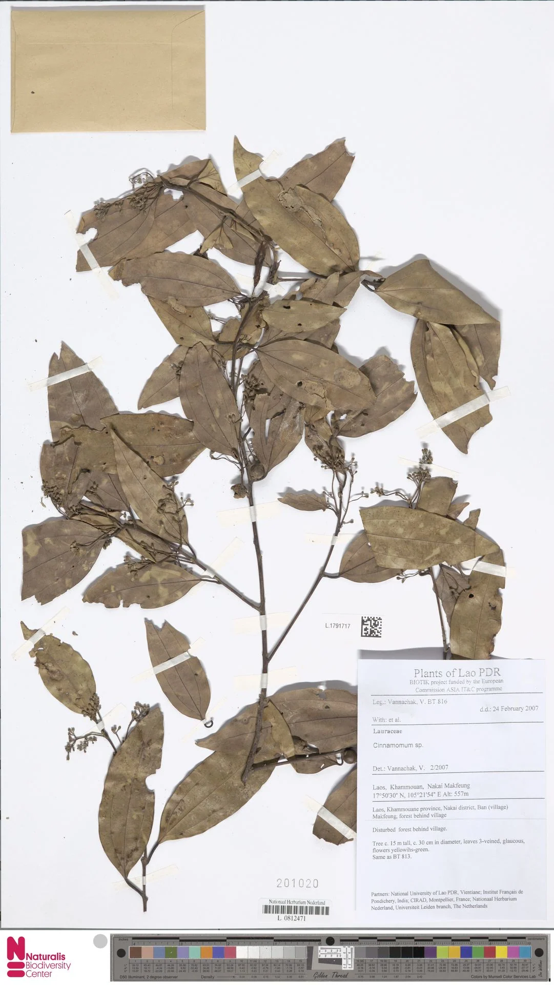 Cinnamomum curvifolium — ảnh 2