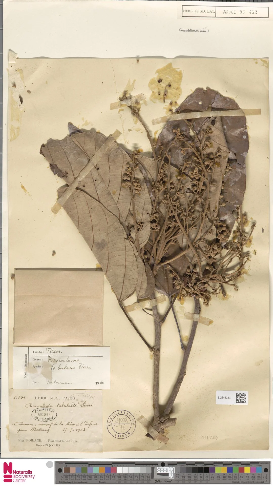 Brownlowia tabularis (Brownlowia tabularis)