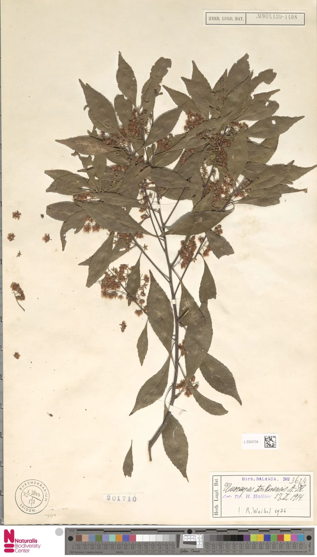 Côm Bắc Bộ (Elaeocarpus tonkinensis)