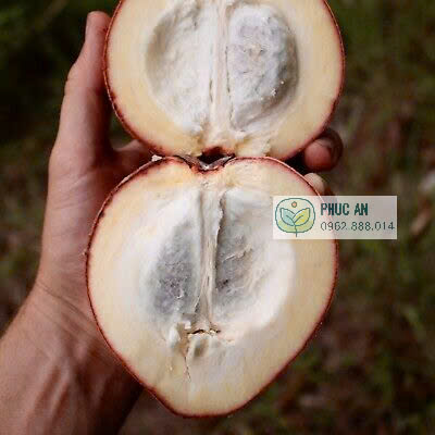 Thịt trái Đào Hồng Nhung màu trắng sữa thơm ngọt từ cây giống Phúc An