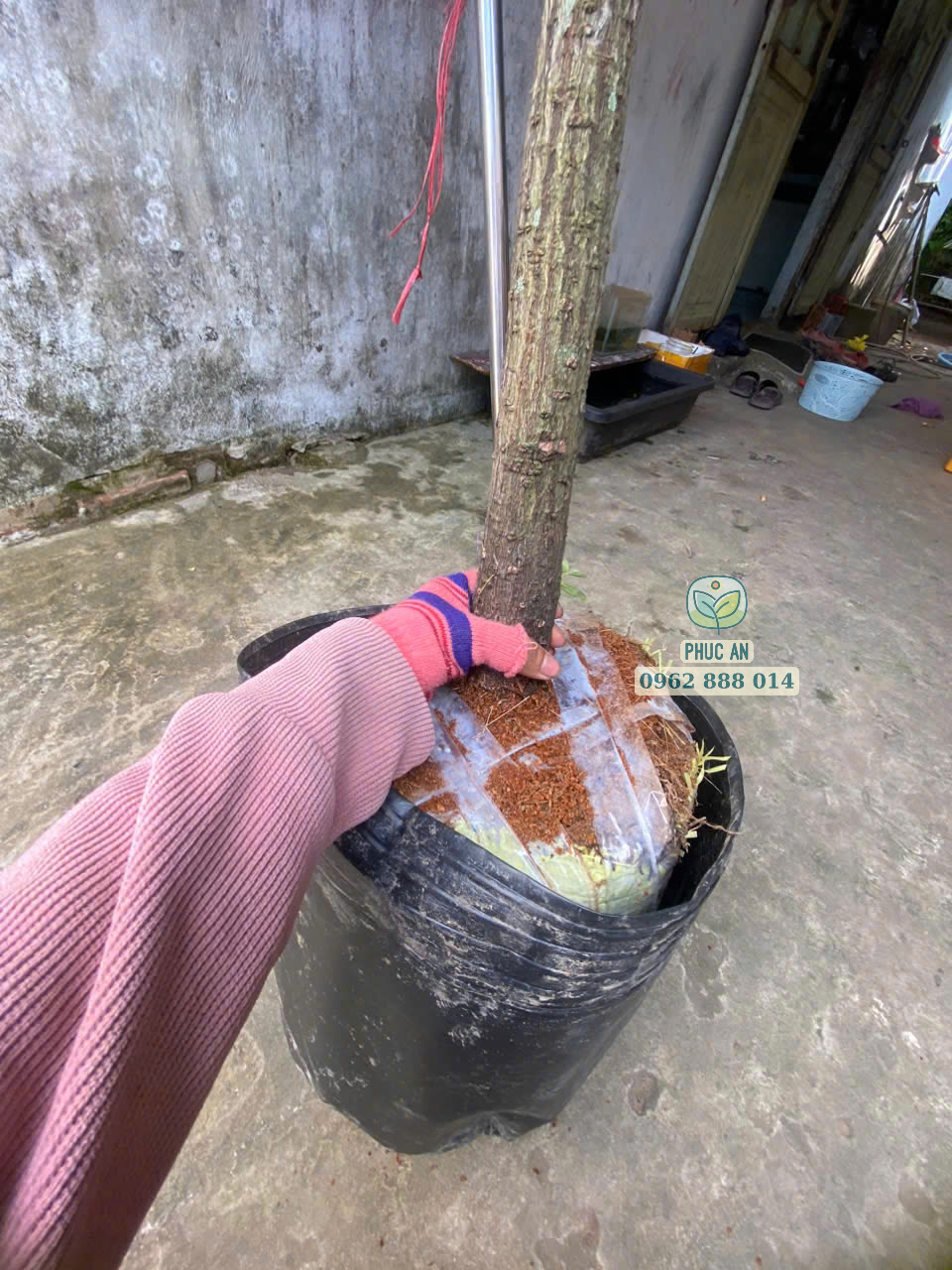 Cận cảnh bầu đất thuần chủng chắc chắn của cây đào hồng nhung tại Phúc An