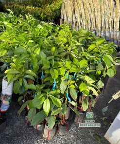 Cây giống bơ 034