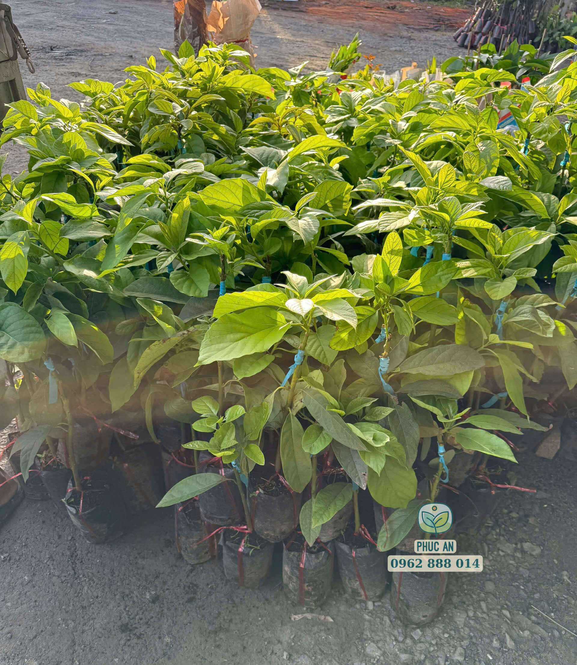 Cây giống bơ 034 ghép chuẩn bo từ cây mẹ đầu dòng tại Phúc An