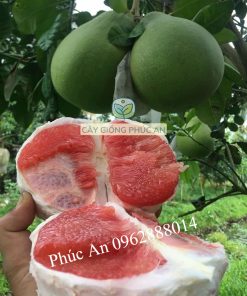 Cây giống bưởi ruby thái