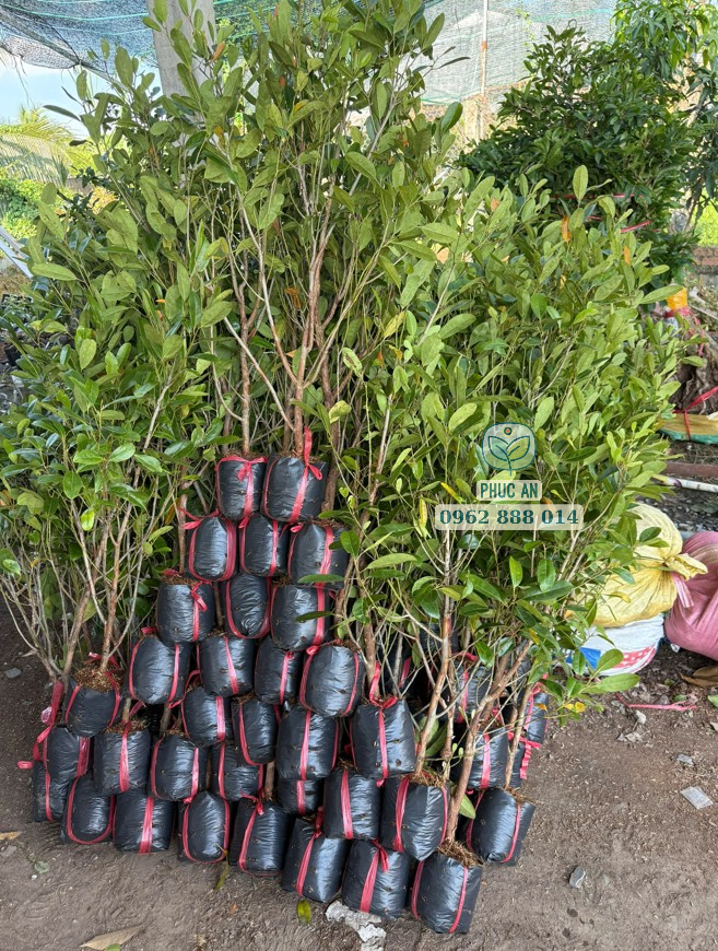 Cây giống cà na thái 18 Cây giống cà na Thái xả nắng cứng cáp giao cho khách